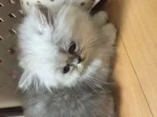 ペルシャ(チンチラ)【大阪府・男の子・2016年6月8日・シェーデッドシルバー】の写真3