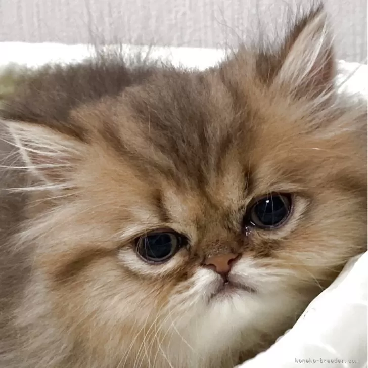 ID：2510-00603の子猫