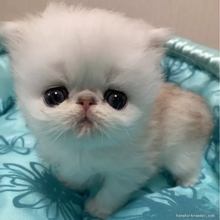 ID：2502-02411の子猫