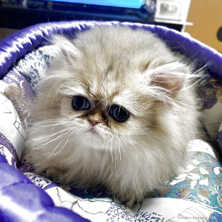 ブリーダー画像