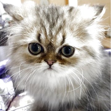 ペルシャ(チンチラ)【大阪府・男の子・2025年6月24日・シェーデッドゴールデン】の写真「お鼻長めのイケメン君です！」