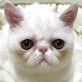 エキゾチックショートヘア