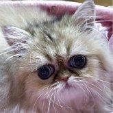 ペルシャ(チンチラ)