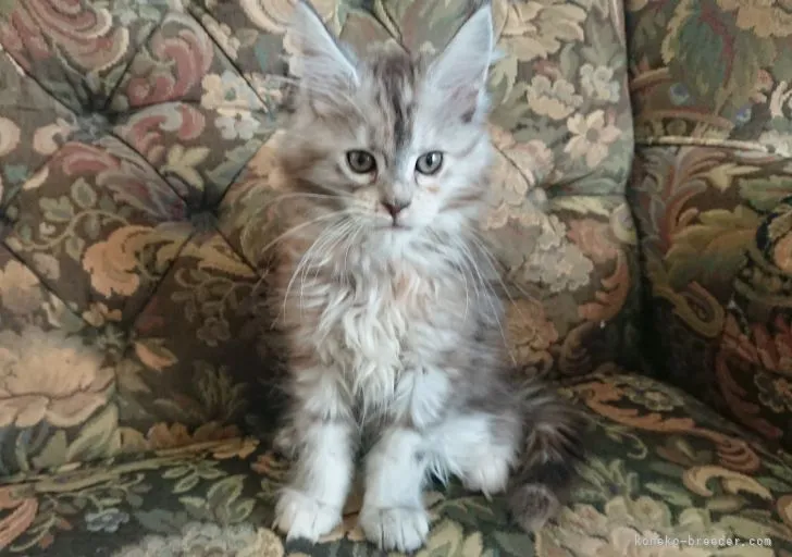 ID:2112-02292の子猫