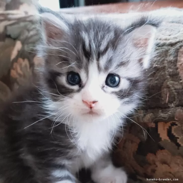 ID:2409-02880の子猫