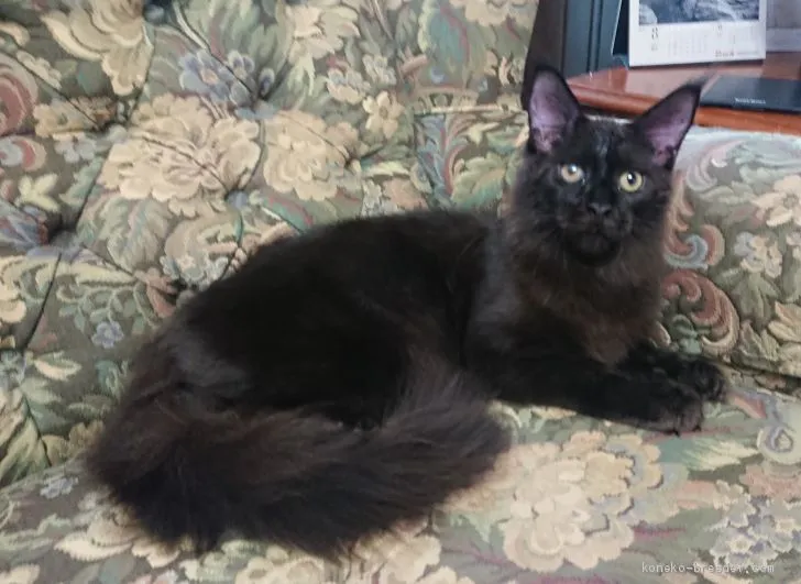 やなさん 様のお迎えした子猫