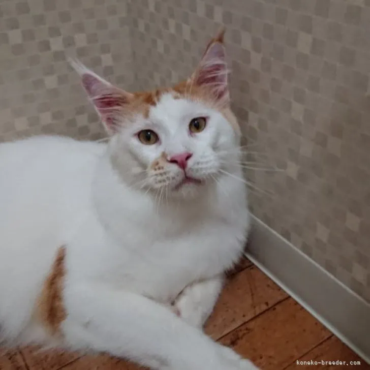 ID:2211-01226の子猫