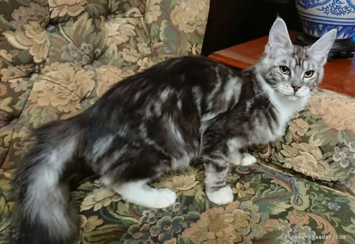 ID:2110-00062の子猫