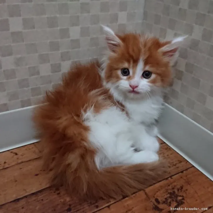 ID:2303-01862の子猫