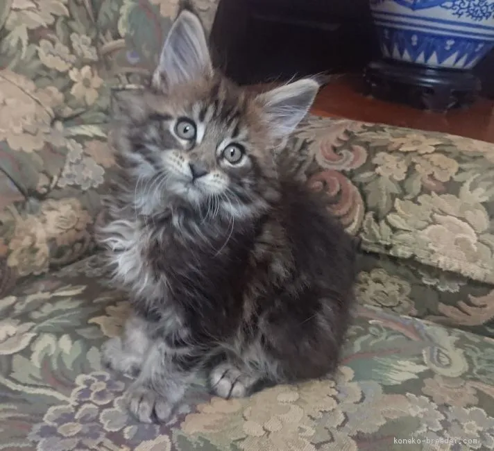ID:2101-01371の子猫