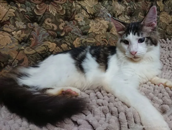 ID:2009-00926の子猫