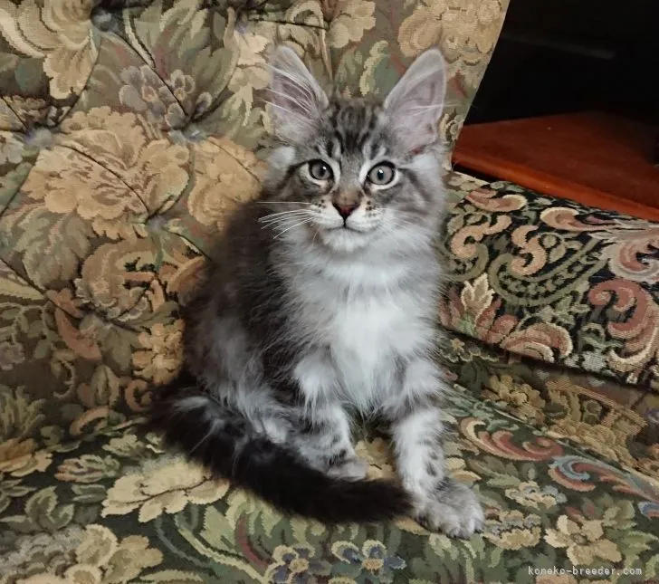 ID：2203-00125の子猫