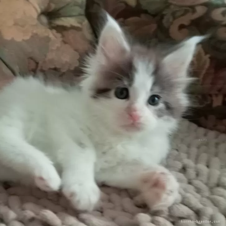 ID：2402-01457の子猫