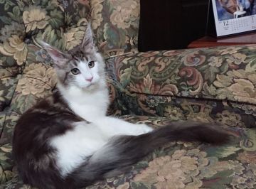 メインクーン【神奈川県・男の子・2019年6月1日・シルバークラシックタビーアンドホワイト】の写真「甘えん坊でスウィートな男の子です☆」