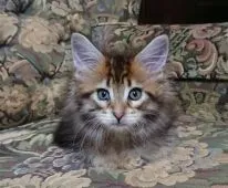 メインクーン【神奈川県・女の子・2020年11月22日・ブラウンクラシックタビー】の写真2