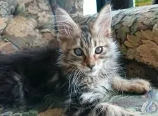 メインクーン【神奈川県・男の子・2021年3月19日・ブラウンクラシックタビー】の写真5「6/11撮影」