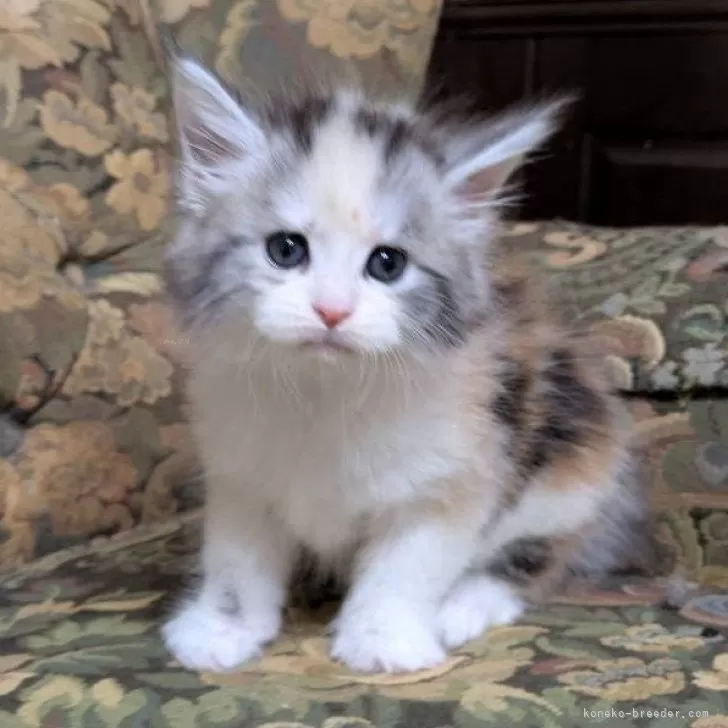 ID:2412-02309の子猫