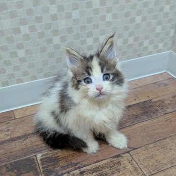 メインクーン【神奈川県・女の子・2025年9月12日・ブラウンクラシックタビーアンドホワイト】の写真「好奇心旺盛、お茶目な女の子です♡」