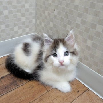 メインクーン【神奈川県・女の子・2025年9月12日・シルバークラシックタビーアンドホワイト】の写真「むっちりボディの女の子♡」