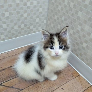 メインクーン【神奈川県・女の子・2025年9月12日・ブラウンクラシックタビーアンドホワイト】の写真「好奇心旺盛な女の子です♡」