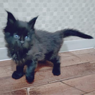 メインクーン【神奈川県・女の子・2025年10月26日・ブラック】の写真「ふわふわもこもこのキュートの女の子です☆」