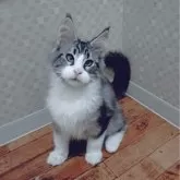 メインクーン