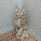 メインクーン【神奈川県・男の子・2025年6月3日・レッドクラシックタビー】の写真3