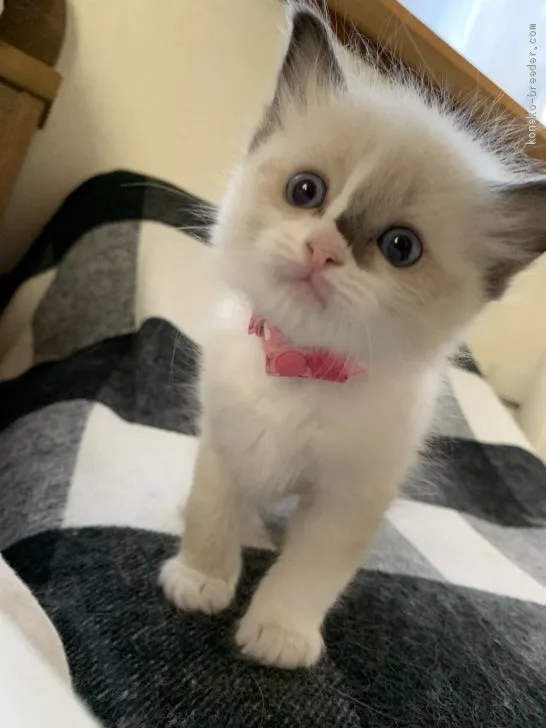 ID:1911-00900の子猫