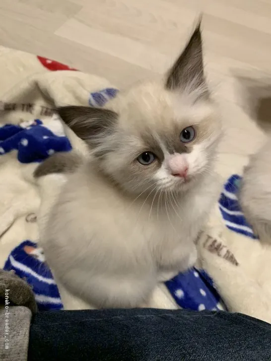 ID：1911-00905の子猫