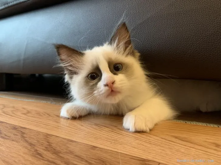 ID：2004-00276の子猫