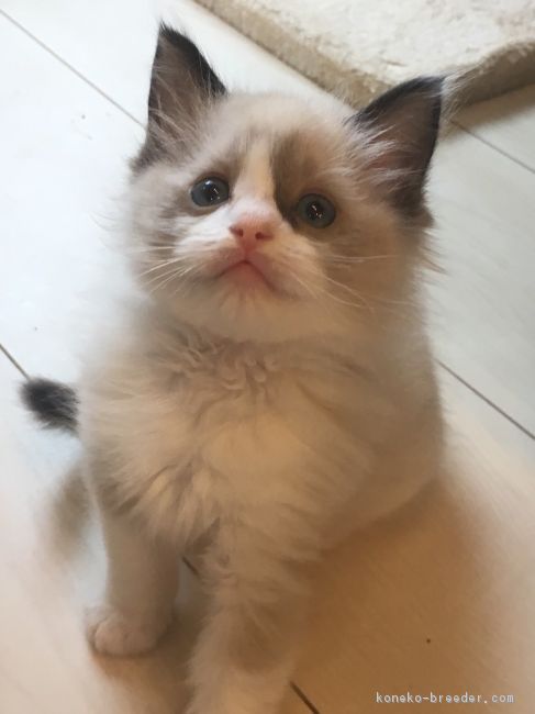 ID:1805-00313の子猫