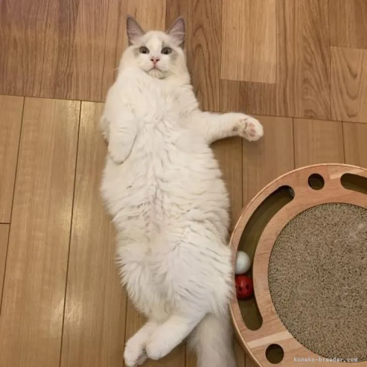ID:2205-01009の子猫