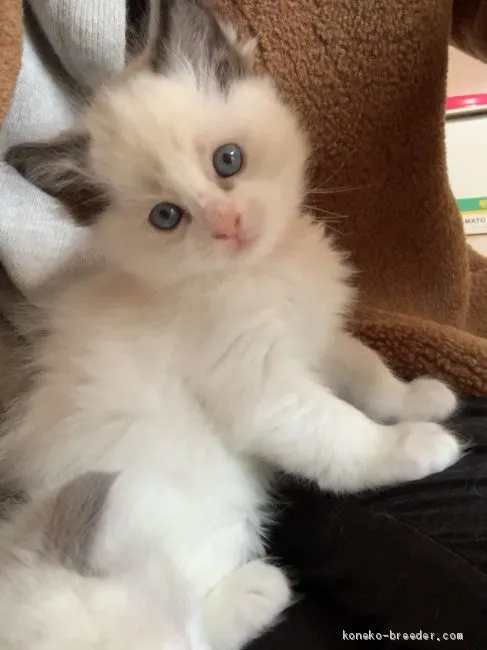 ID：2012-00927の子猫
