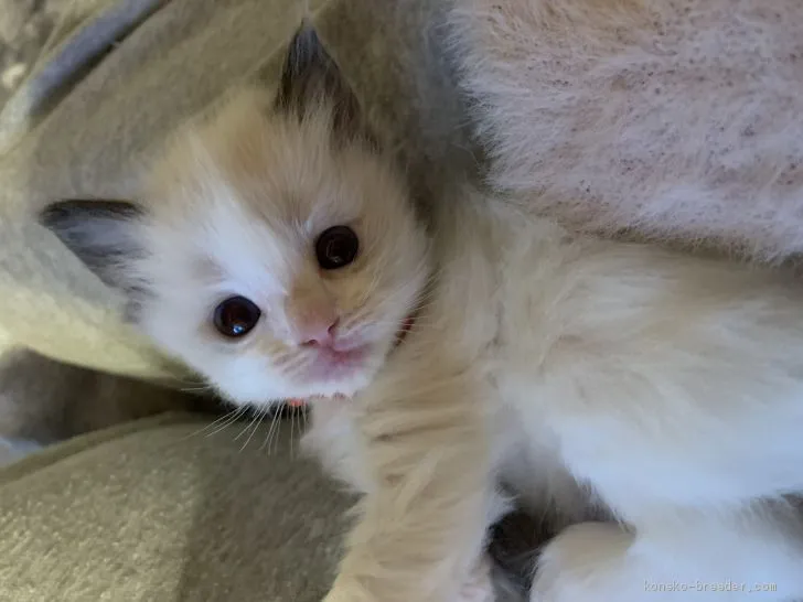 ID:2012-00930の子猫