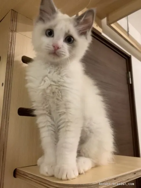 ID：2002-00138の子猫