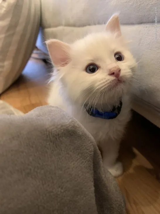 ID:2003-01672の子猫