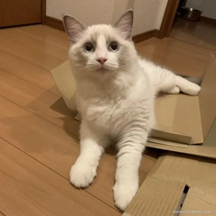 ID：2205-01012の子猫