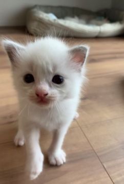 ラグドール【愛知県・男の子・2019年8月11日・ブルーバイカラー】の写真「元気いっぱい、ハンサム君♡」