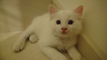 ラグドール【愛知県・男の子・2018年5月21日・クリームポイントバイカラー】の写真「ふわふわな可愛い男の子」