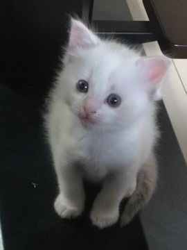 ラグドール【愛知県・女の子・2018年5月21日・クリームポイントバイカラー】の写真「小柄で元気な女の子」