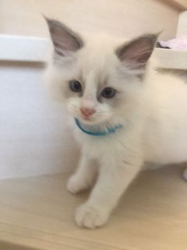 ラグドール【愛知県・男の子・2018年3月27日・ブルーポイントバイカラー】の写真「大きいフワフワな男の子」