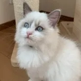 ラグドール【愛知県・女の子・2023年8月28日・ブルーポイントバイカラー】の写真1