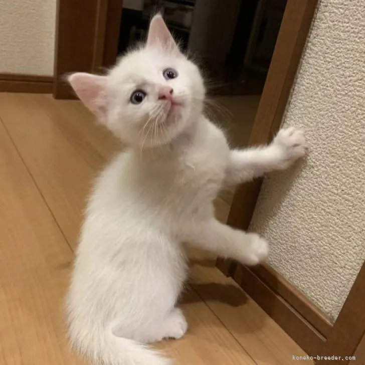 ID：2209-02587の子猫