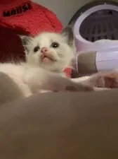 ラグドール【愛知県・女の子・2022年4月4日・ブルーポイントバイカラー】の写真2