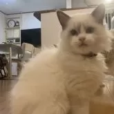 ラグドール【愛知県・女の子・2023年8月28日・ブルーポイントバイカラー】の写真3