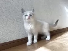 ラグドール【愛知県・男の子・2025年9月13日・ブルーポイントバイカラー】の写真10