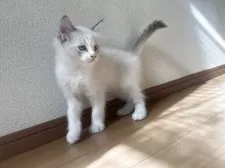 ラグドール【愛知県・男の子・2025年9月13日・ブルーポイントバイカラー】の写真11