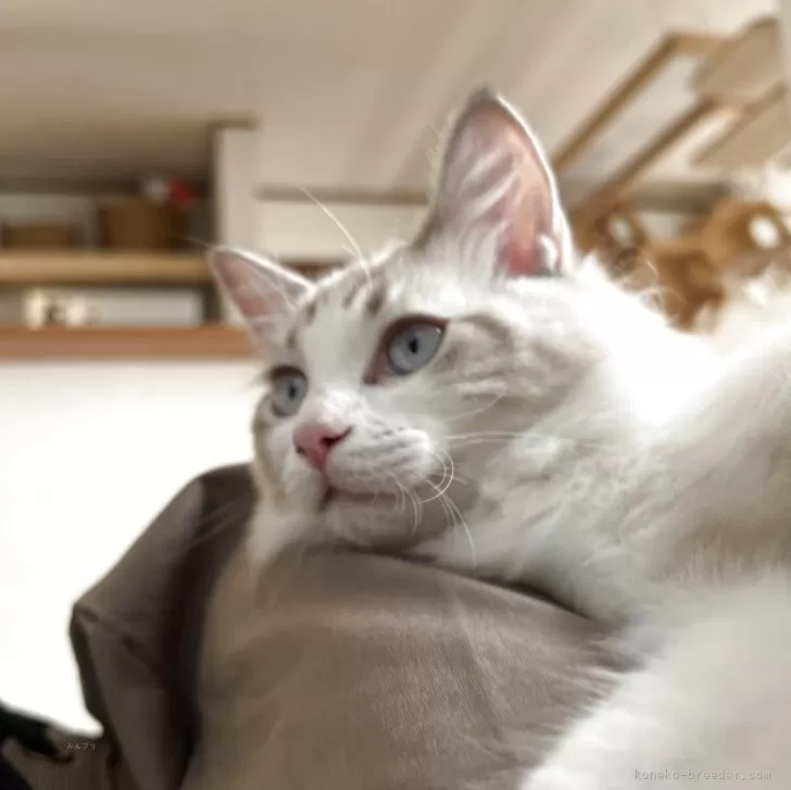 ID：2508-03338の子猫