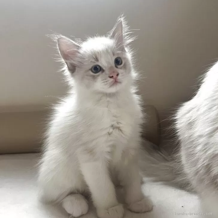 ラグドール【愛知県・男の子・2025年9月13日・ブルーポイントバイカラー】の写真1