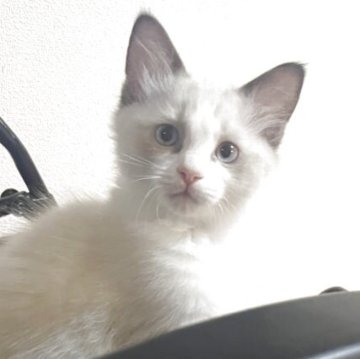 ラグドール【愛知県・男の子・2025年9月13日・シールポイントバイカラー】の写真「綺麗なハチワレの男の子」